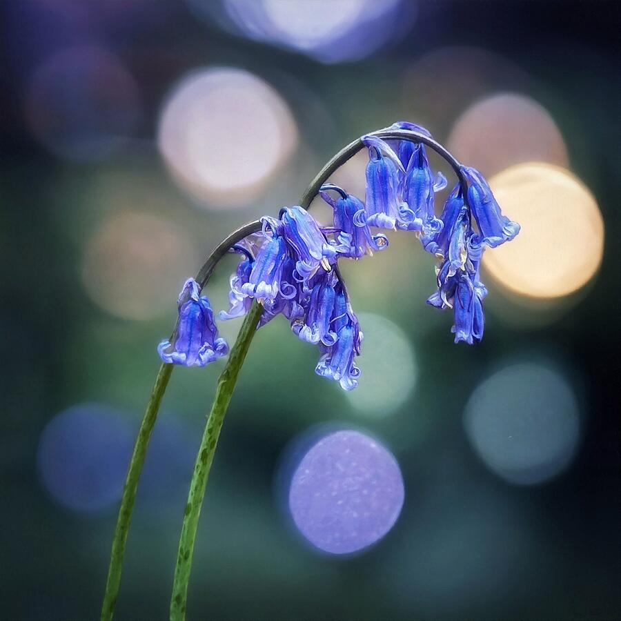 Spring Photograph - My English Bluebell by Abbie Shores
