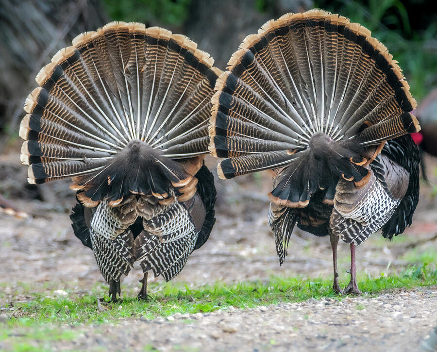 My Fanned Tail Feathers Are Bigger Than Yours Photograph
