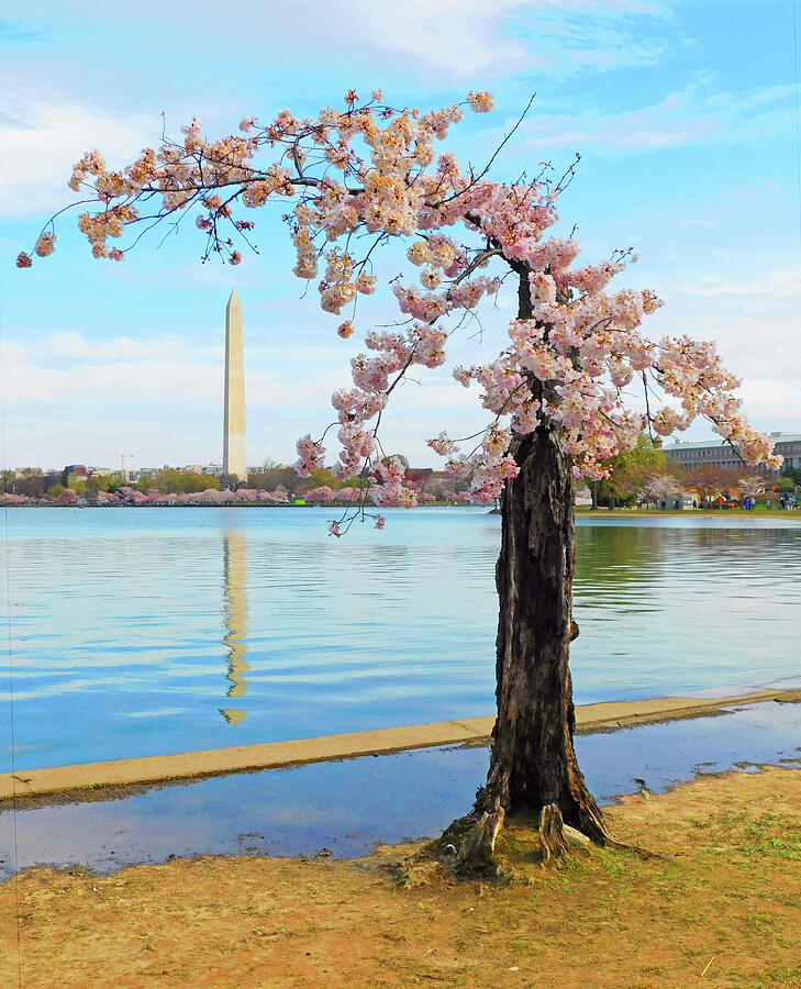 My Favorite Cherry Blossom Tree and Washington Monument Scene Photograph by Emmy Marie Vickers