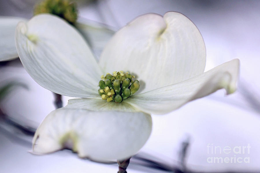 My Favorite Dogwood Photograph by Tina Uihlein