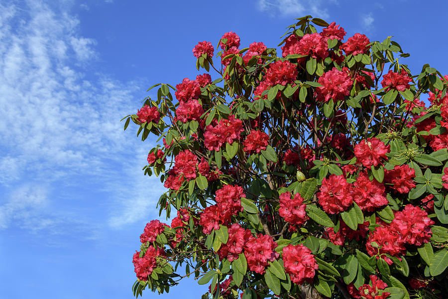 My Favorite Rhody Photograph by Jon Exley