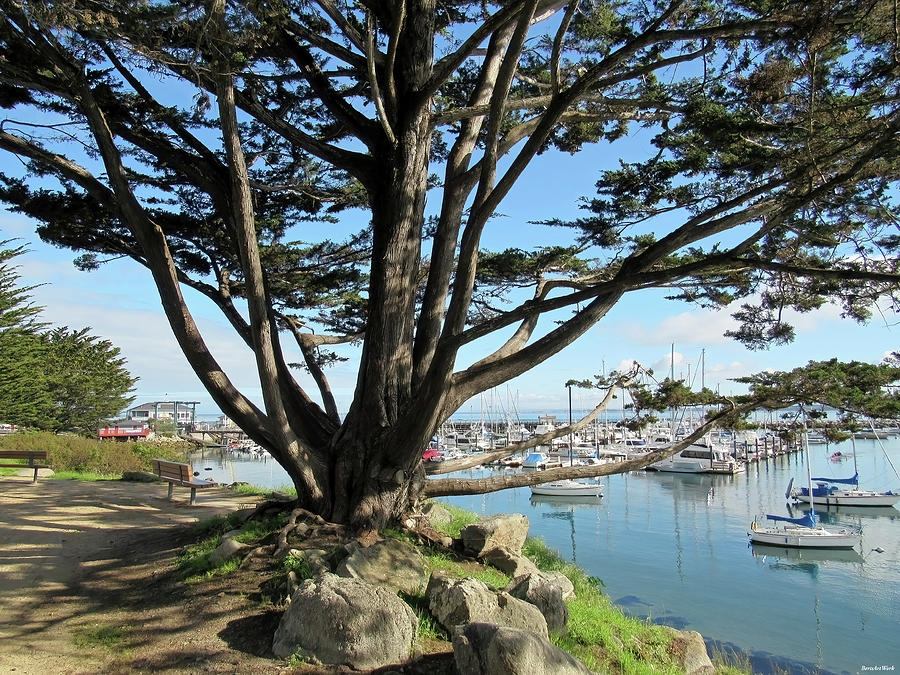 My Favorite Tree in Monterey  Photograph by Roberta Byram