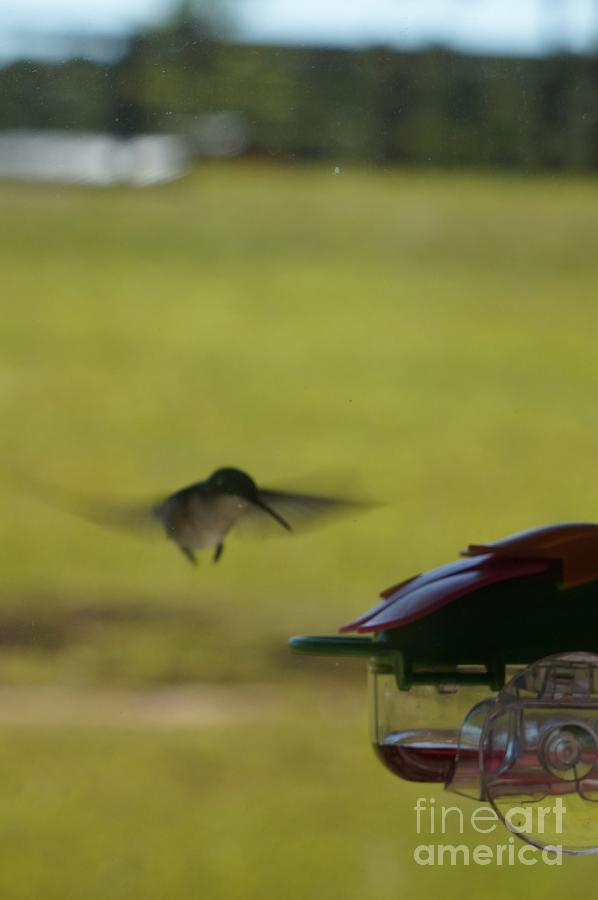 My First Hummingbird Capture Photograph by Maxine Billings