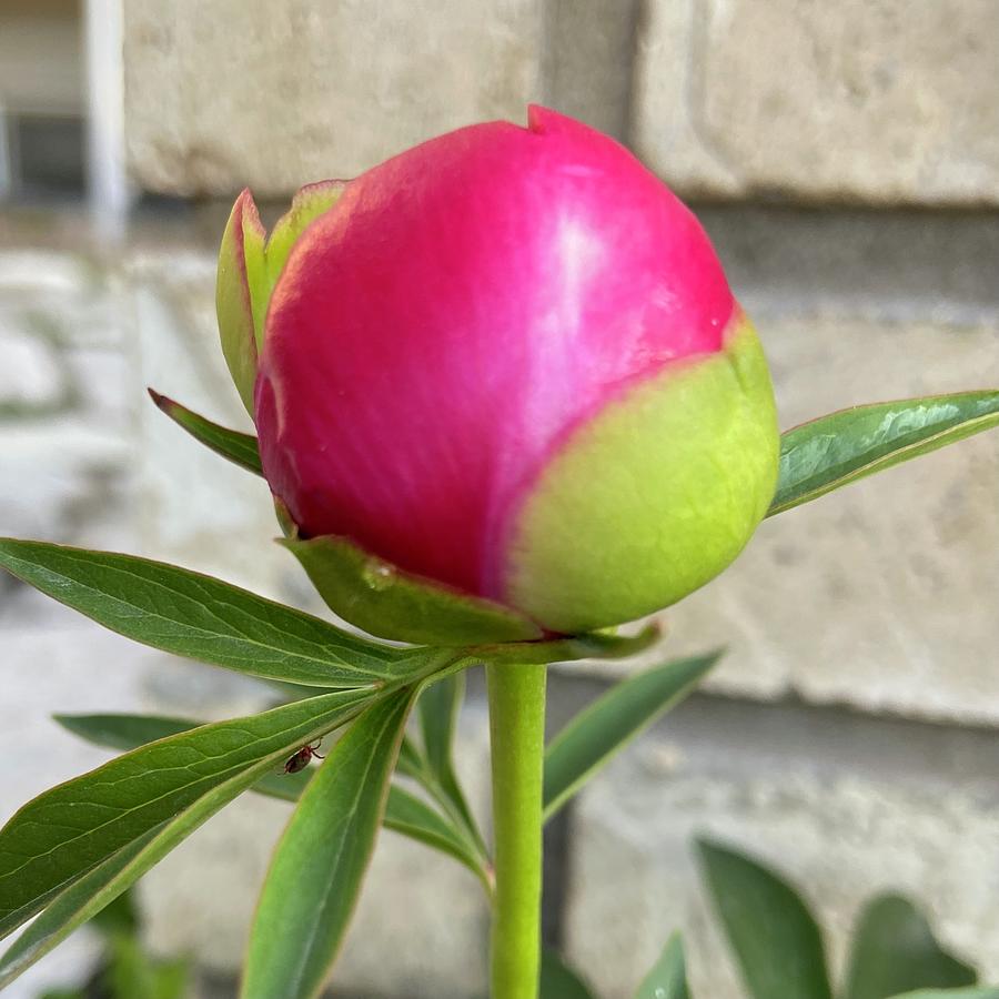 My First Peony Photograph by Nila Jane Autry