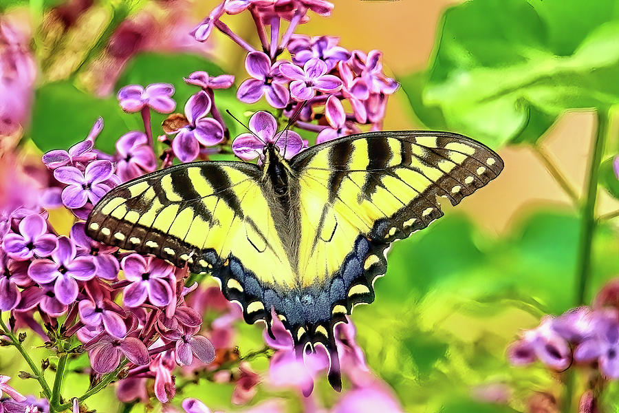My First Yellow Eastern Swallowtail Butterfly Of The Season Photograph