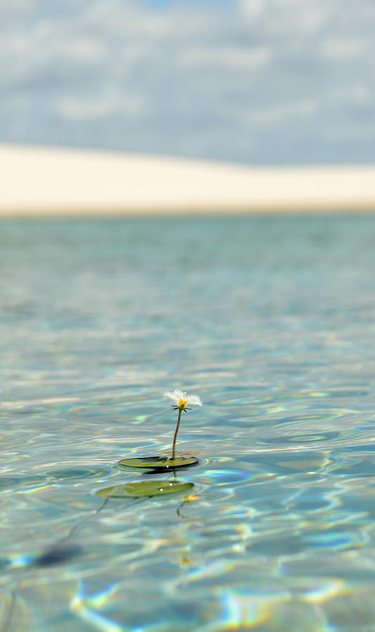 My Flower Photograph by Angelo Cabral - Fine Art America