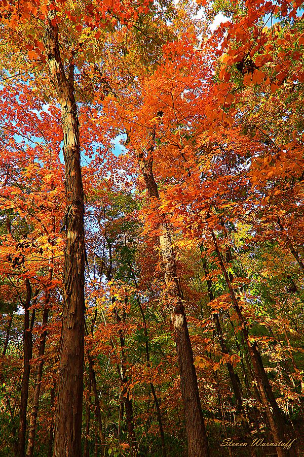 My Forest Photograph by Steve Warnstaff