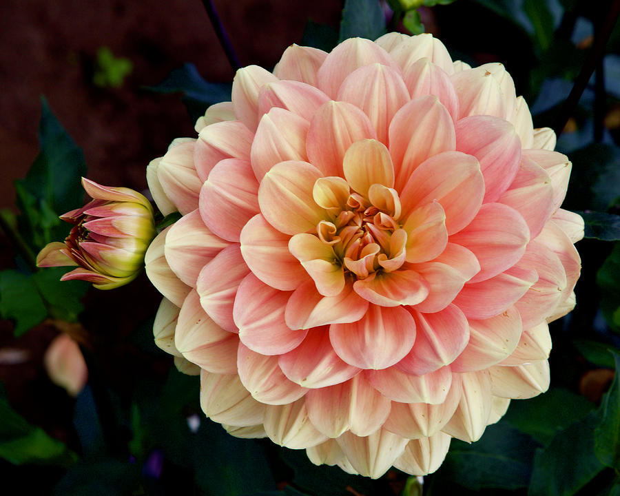 My Forever Dahlia II Photograph by Todd Kreuter
