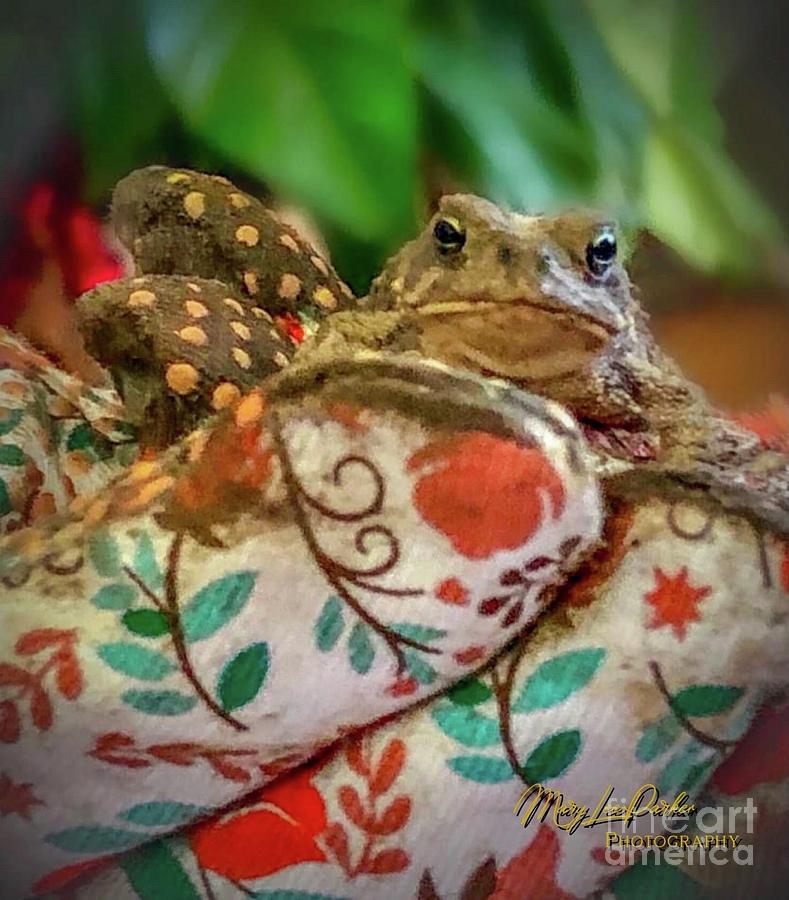 My Friend Toad  Photograph by MaryLee Parker