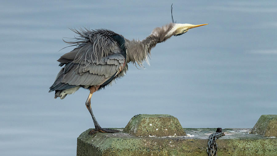 My Funny Heron Photograph by Christina Stobbs - Fine Art America