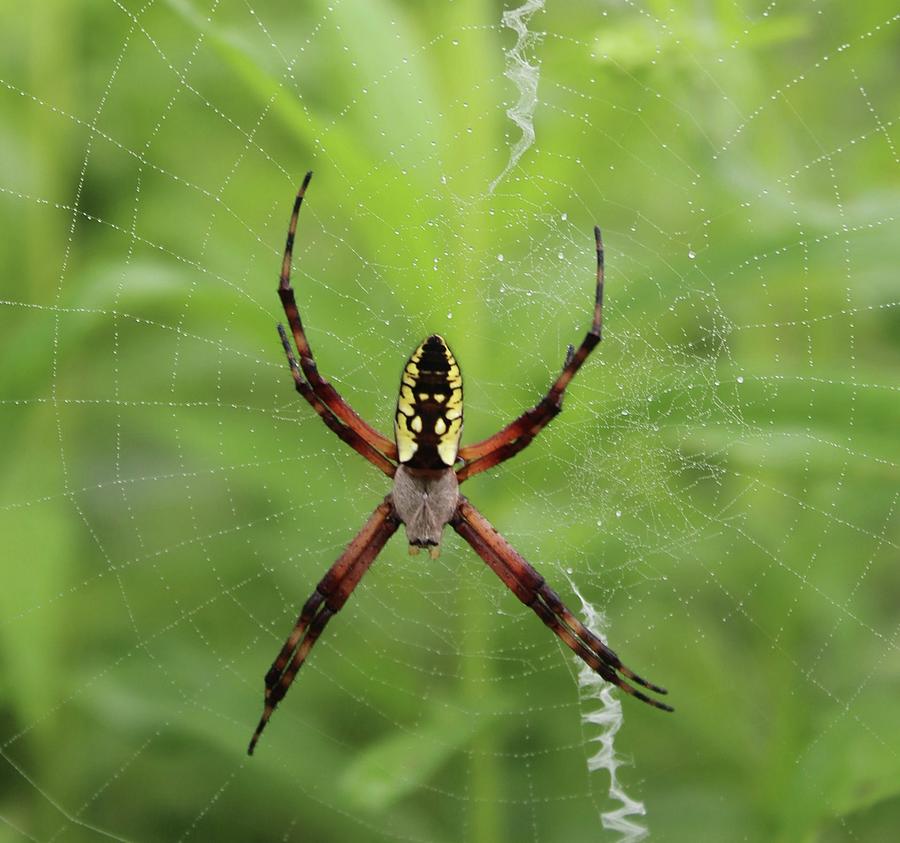 My Garden Spider Photograph by Rebecca Soto-Stefanow - Fine Art America