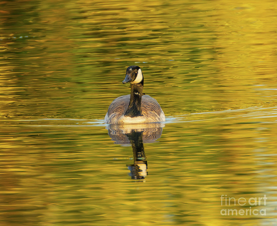 My Golden Goose Photograph by Nick Boren