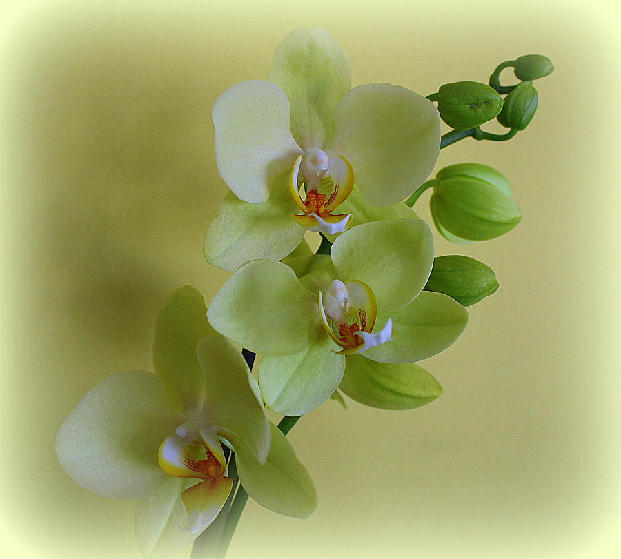 Nature Photograph - My Green Orchids by Dora Sofia Caputo