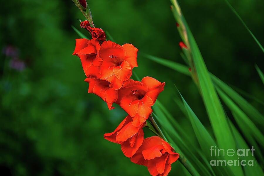 My Happy Little Gladiolus Photograph by Shelia Hunt