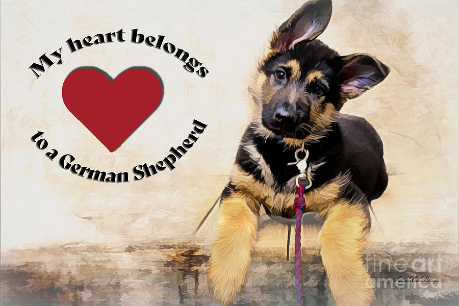 My Heart Belongs to a German Shepherd Photograph by Eleanor Abramson