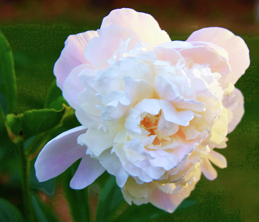 My Heart For A Peony Photograph