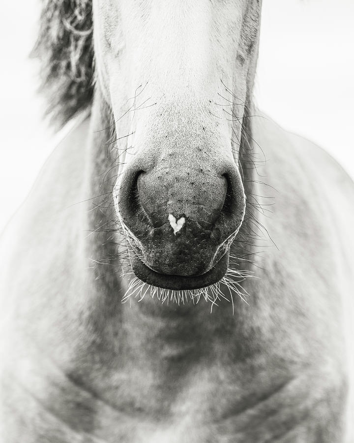 My Heart II - Horse Art Photograph by Lisa Saint