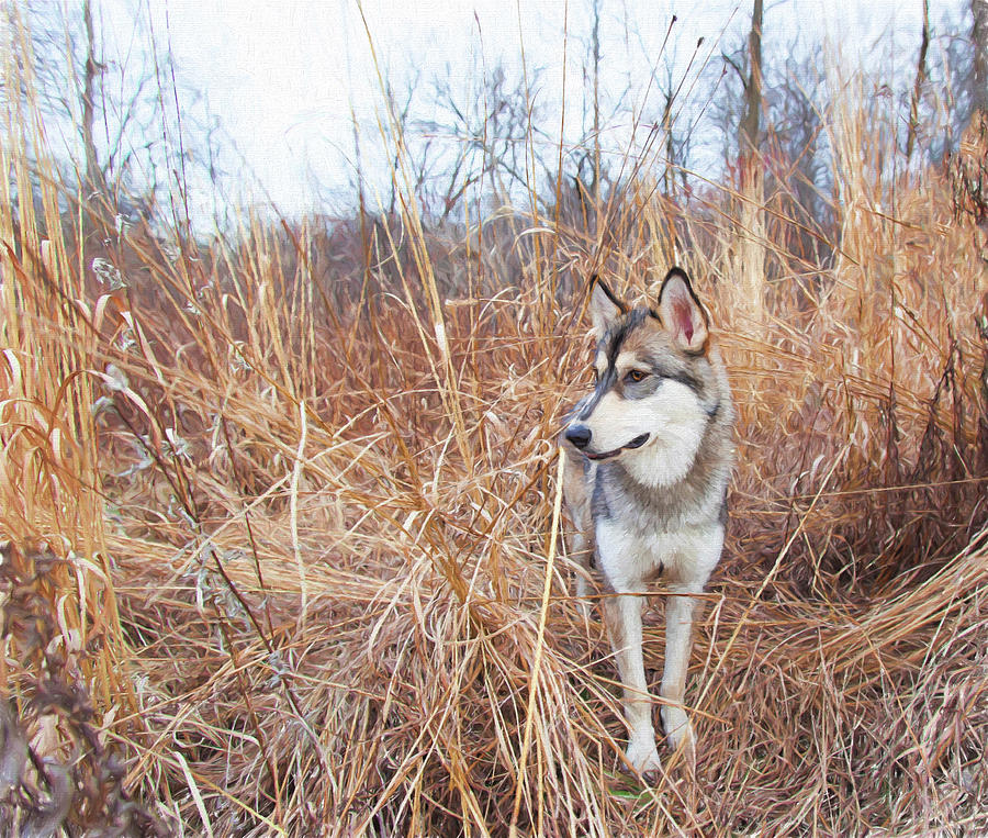 Dog Photograph - My Hunting Turf by Karen Varnas