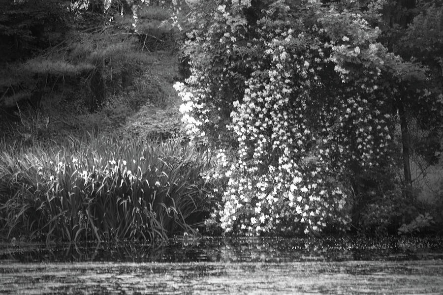 Black And White Photograph -  My Inheritance by Ed Benson