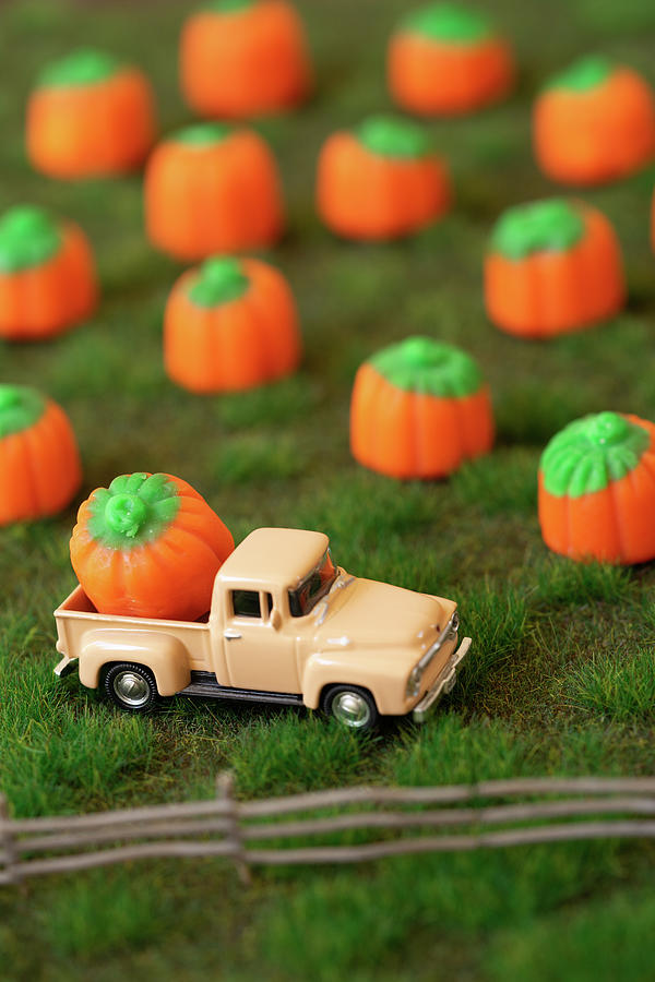 My Kind of Pumpkin Patch Photograph by Tina Horne