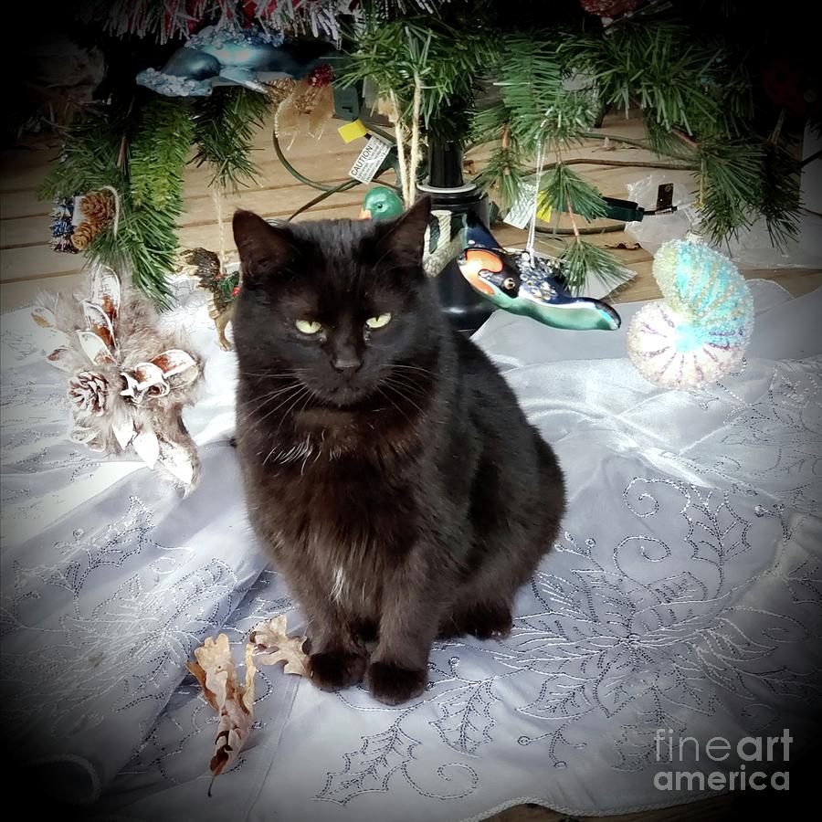 My Christmas Kitty Photograph by Donna Brown