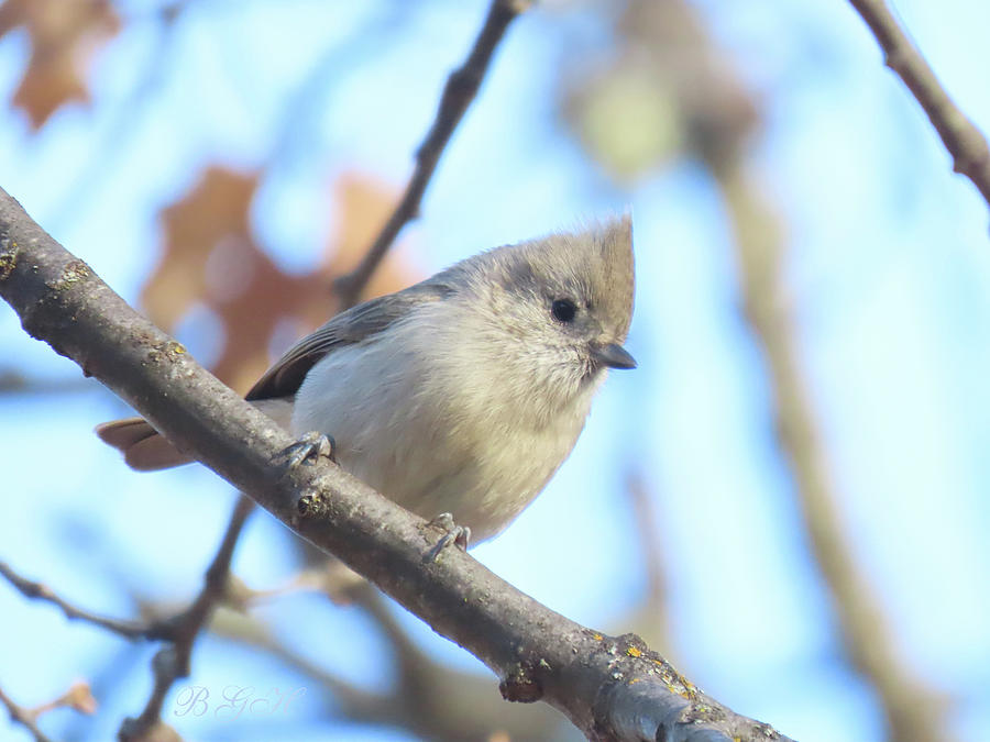 My Little Titmouse - Avian Photography - Small Birds Photograph by Brooks Garten Hauschild