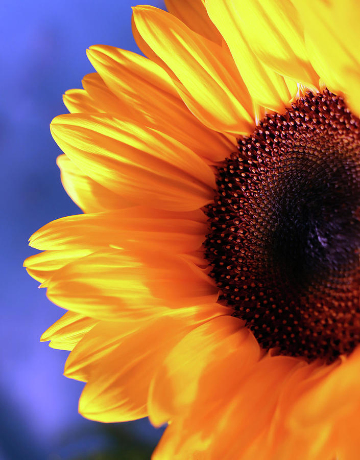 My Lovely Sunflower Photograph by Johanna Hurmerinta