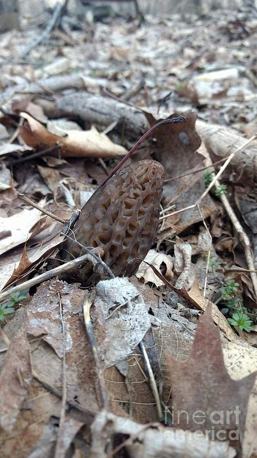 My Morel Photograph by Chris Naggy