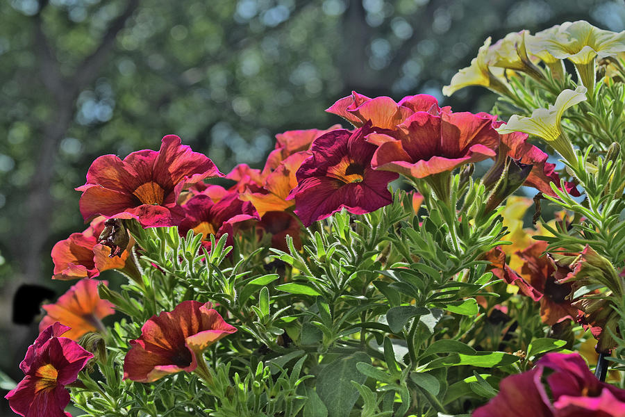 Flower Photograph - My Neighbors Petunias 1 by Janis Senungetuk