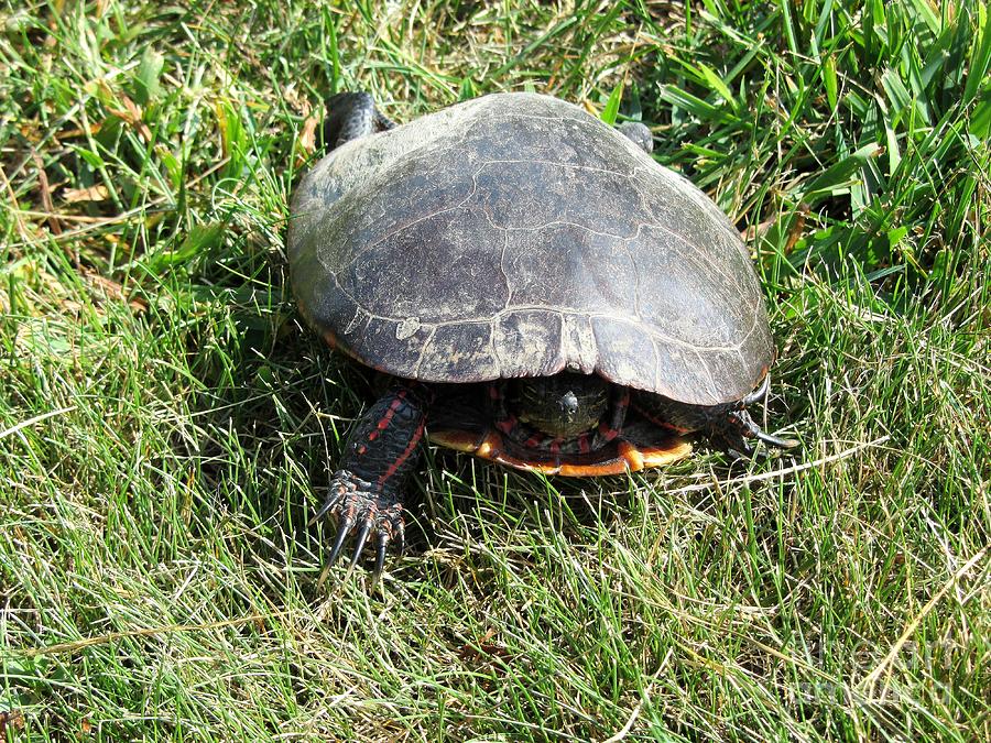 My NickName Is Speedy by John LaCroix My NickName Is Speedy by John LaCroix