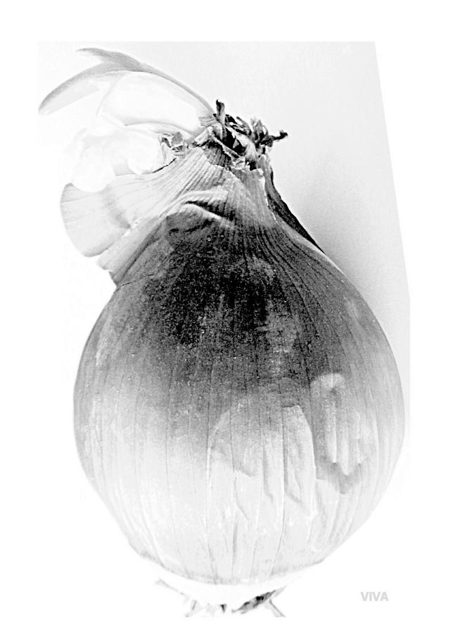 My Onion Sprouted - B-W Photograph by VIVA Anderson