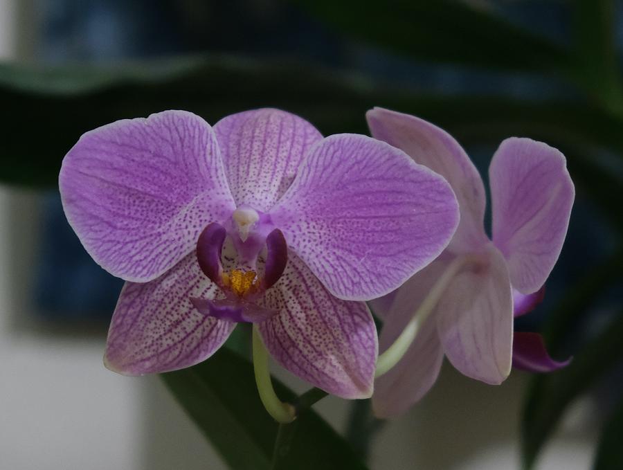 Orchid Photograph - My Orchid by Mini Arora