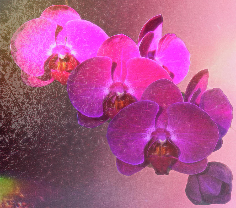 My Orchid Photograph