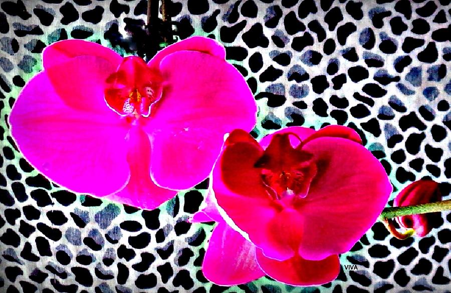 My Orchids for Mothers Day 2018 Photograph by VIVA Anderson