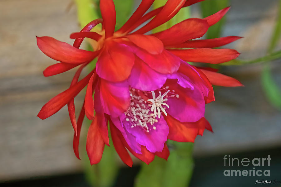 My Red Orchid Cactus Photograph by Deborah Benoit
