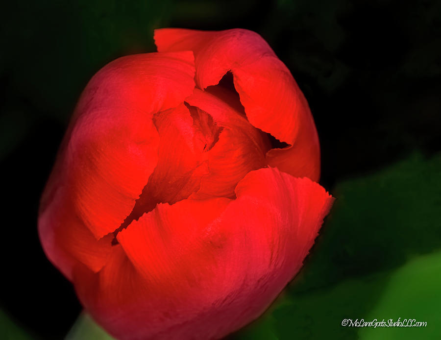 My Red Tulip Photograph by LeeAnn McLaneGoetz McLaneGoetzStudioLLCcom