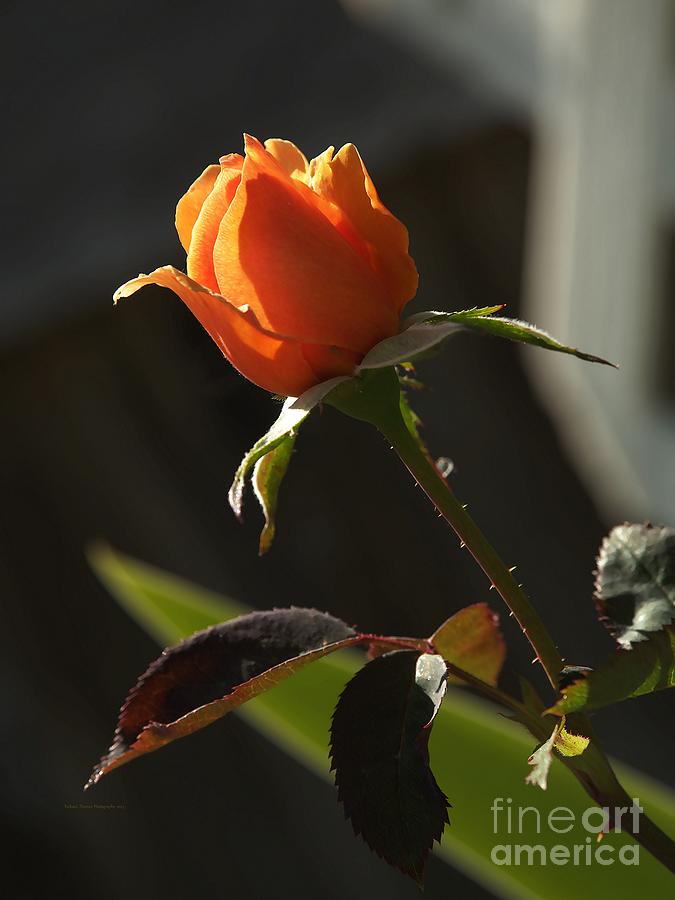 My Resurrection Rose Photograph by Richard Thomas
