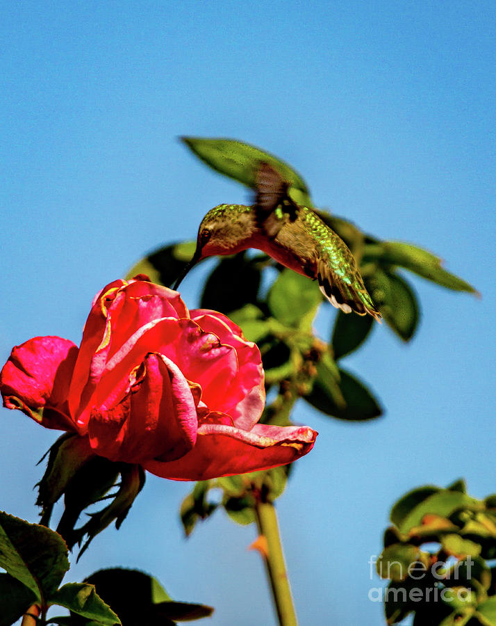 Hummingbird Photograph - My Rose by Robert Bales