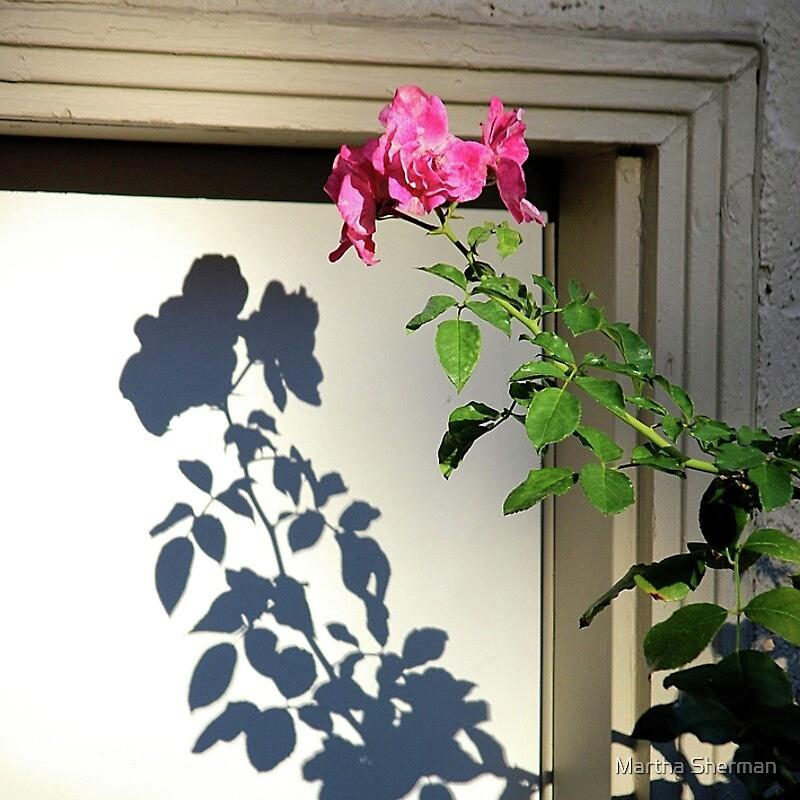 Rose Photograph - My Roses and their Shadows by Martha Sherman