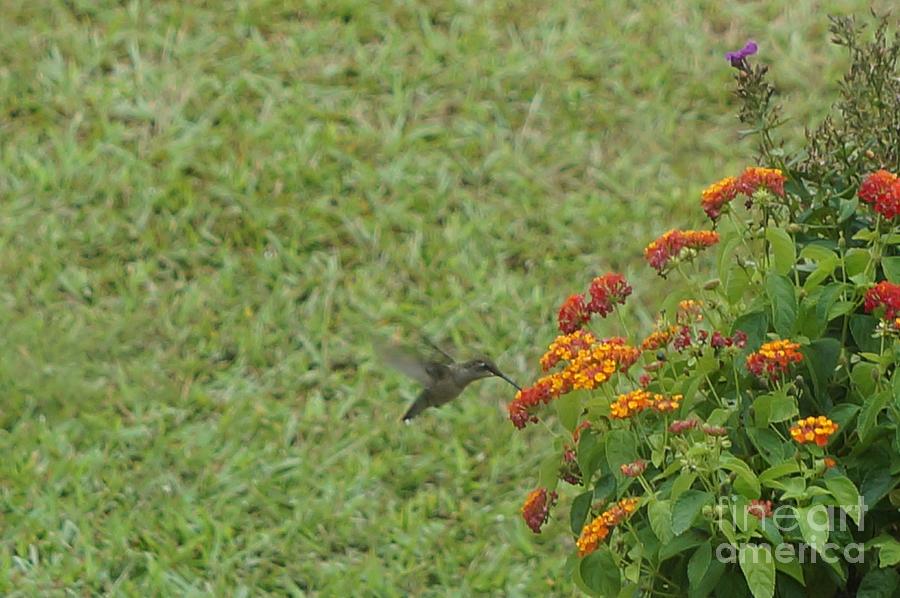 My Second Hummingbird Capture Photograph by Maxine Billings