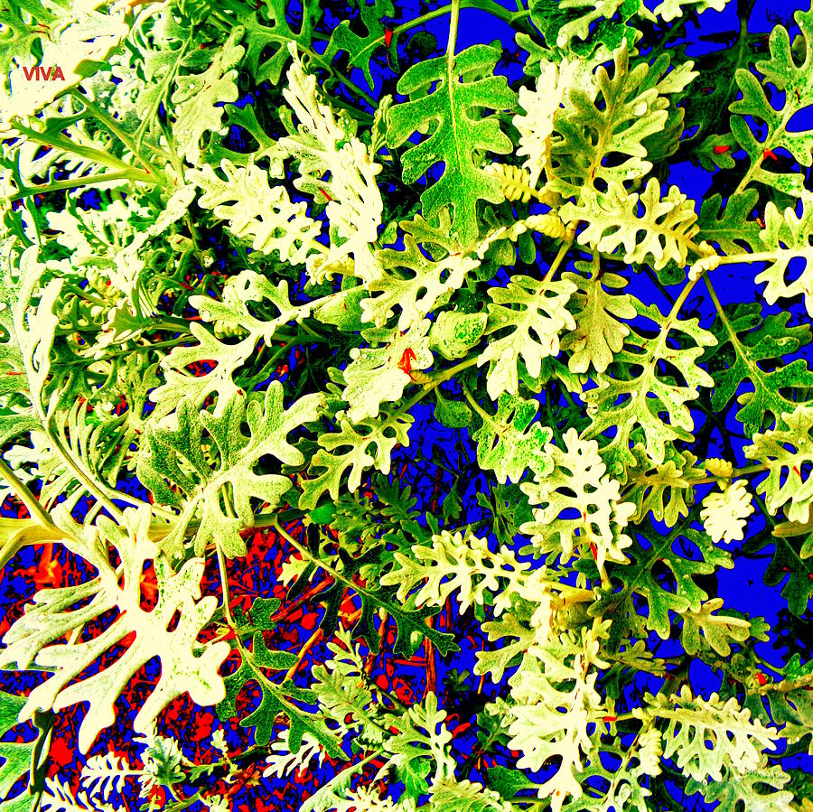 My Secret Garden - Color Explosion Photograph by VIVA Anderson