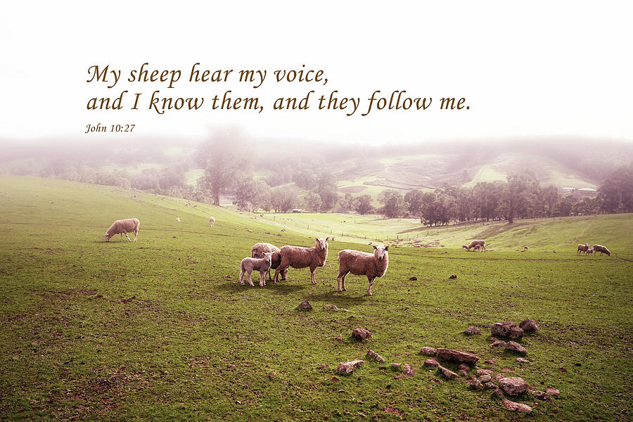 My sheep hear my voice Photograph by Sinsee Ho