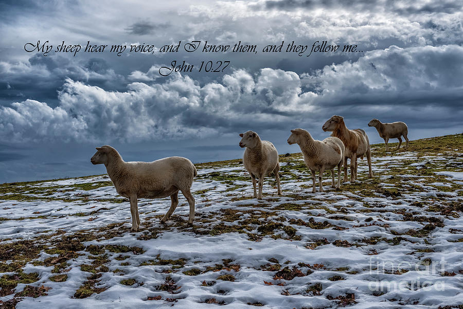 My Sheep Hear My Voice Photograph by Thomas R Fletcher