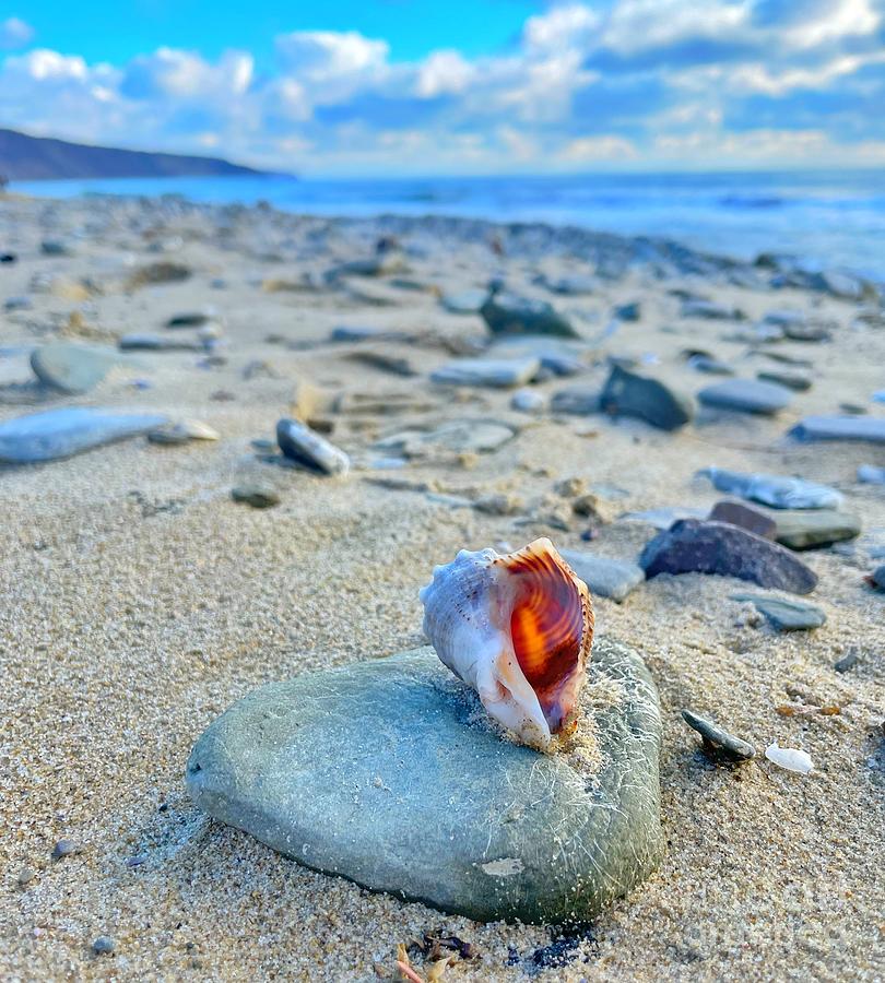 My Shell Photograph by Maya Mey Aroyo My Shell Photograph by Maya Mey Aroyo
