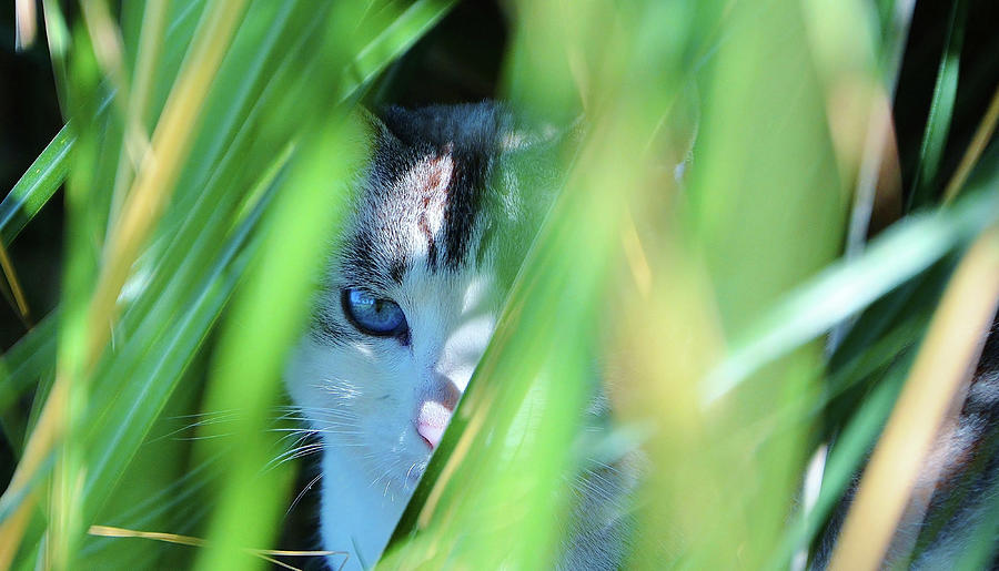 My Shy Peekaboo Feral Cat Photograph by Marilyn MacCrakin