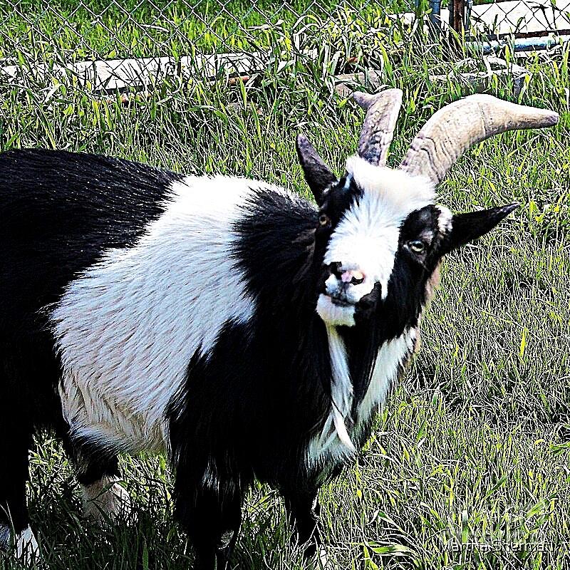 Farm Photograph - My Sisters Sassy Goat by Martha Sherman