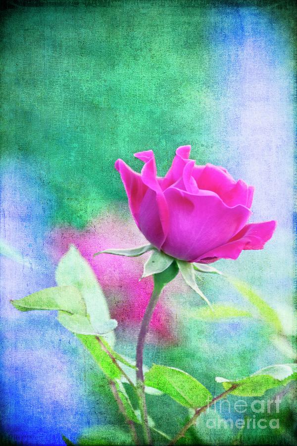 My Summer Rose with Texture Photograph by Mary Machare