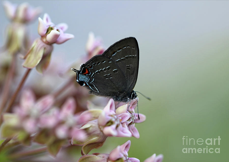 Butterfly Photograph - My Tiny Treasure by Karen Adams