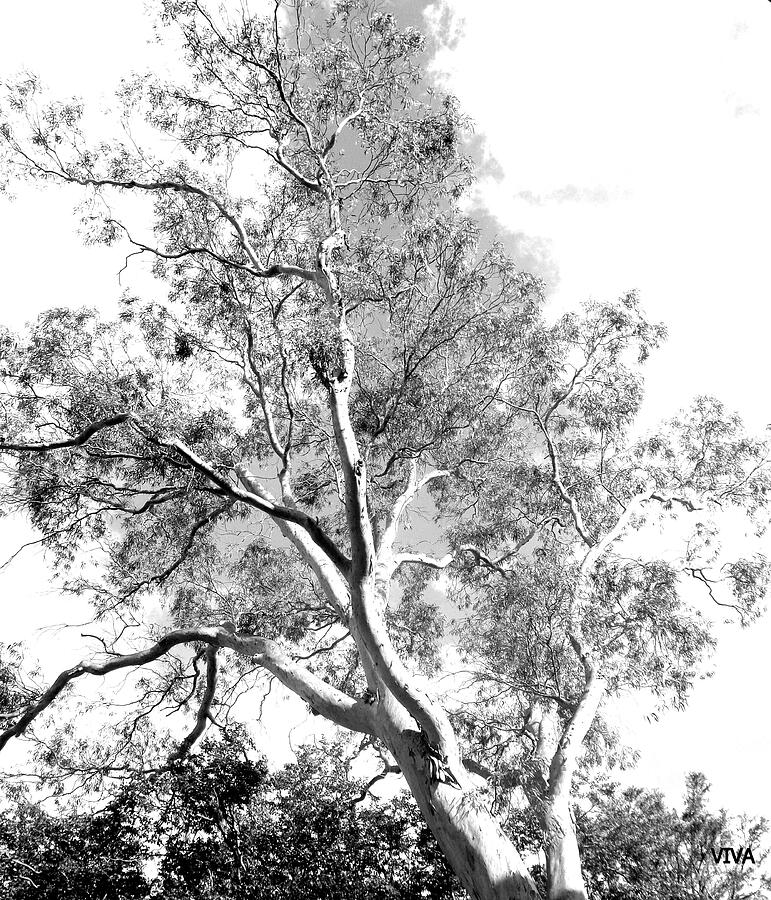 My Tree - b-w Photograph by VIVA Anderson