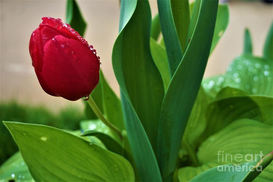 My Tulip Photograph by Jimmy Clark